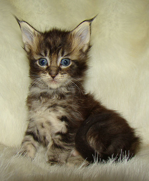      Catsvill County